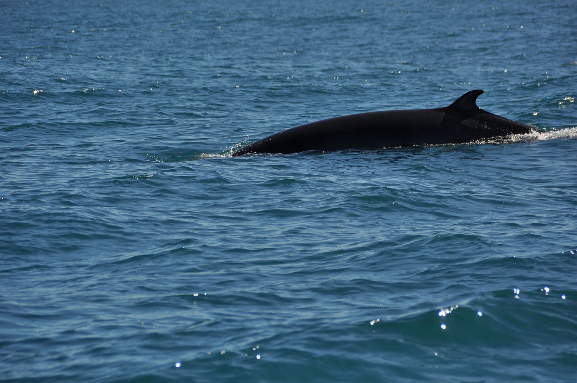 See wildlife like dolphins and minke whales on boat trips when you stay at Glencoe Hideaways